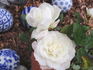 Remembering Dee ™ rose photo