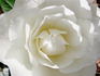 Remembering Dee ™ rose photo