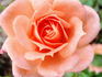 Flower Power rose photo