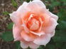 Flower Power rose photo