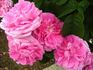 Triomphe d'Alençon rose photo