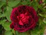 John Bright rose photo