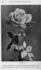 Rose d'Evian rose photo