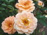 What a Peach ™ rose photo