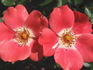 Pink Meidiland ® rose photo