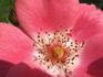 Pink Meidiland ® rose photo