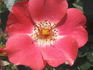 Pink Meidiland ® rose photo