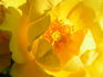 Climbing Goldmarie ® rose photo