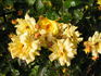 Climbing Goldmarie ® rose photo