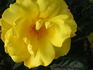 Climbing Goldmarie ® rose photo