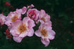 Amelia Fleming rose photo