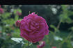 Erin Fleming rose photo