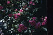 Erin Fleming rose photo