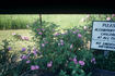 Claire Laberge rose photo