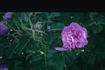 Claire Laberge rose photo