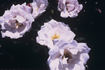 King J rose photo