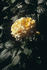 Brother Sun rose photo