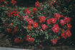 Alberta rose photo