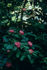 Margaret Fleming rose photo