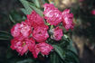 Margaret Fleming rose photo