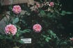Eloise rose photo