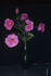 Eloise rose photo