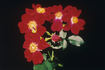 Glee rose photo