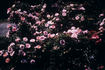 Dr. Harry Upshall rose photo