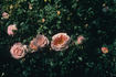 Dr. Harry Upshall rose photo