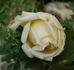 Albert Hoffmann rose photo