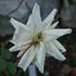 Albert Hoffmann rose photo