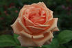 Duftwunder rose photo
