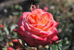 Anita rose photo