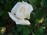 Dr. Ernst Mühle rose photo