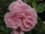 Fru Xenia Jacobsen rose photo