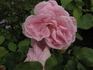 Fru Xenia Jacobsen rose photo