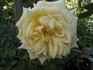 Lady Mary Corry rose photo