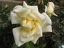 Lady Mary Corry rose photo
