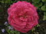 Oberbürgermeister Heimerich rose photo