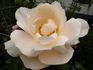 Lorenzo Pahissa rose photo