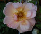 Belle Cuivrée rose photo