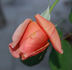 Belle Cuivrée rose photo
