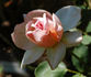 Bianca rose photo