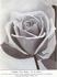 C. E. Shea rose photo