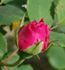 Border Queen rose photo