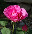 Border Queen rose photo