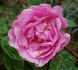 Border Queen rose photo