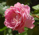 Cameron rose photo
