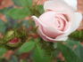 Lady Moss rose photo