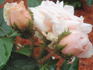 Lady Moss rose photo